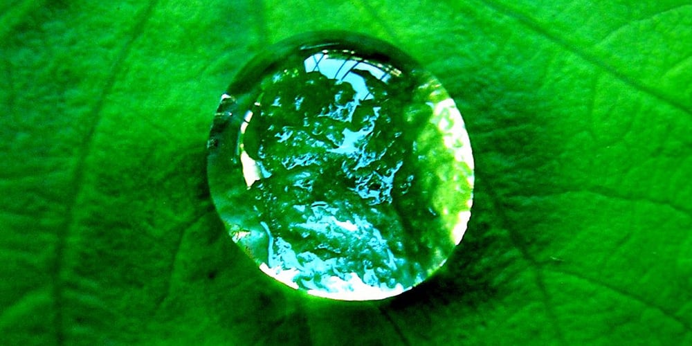 water droplet on a leaf